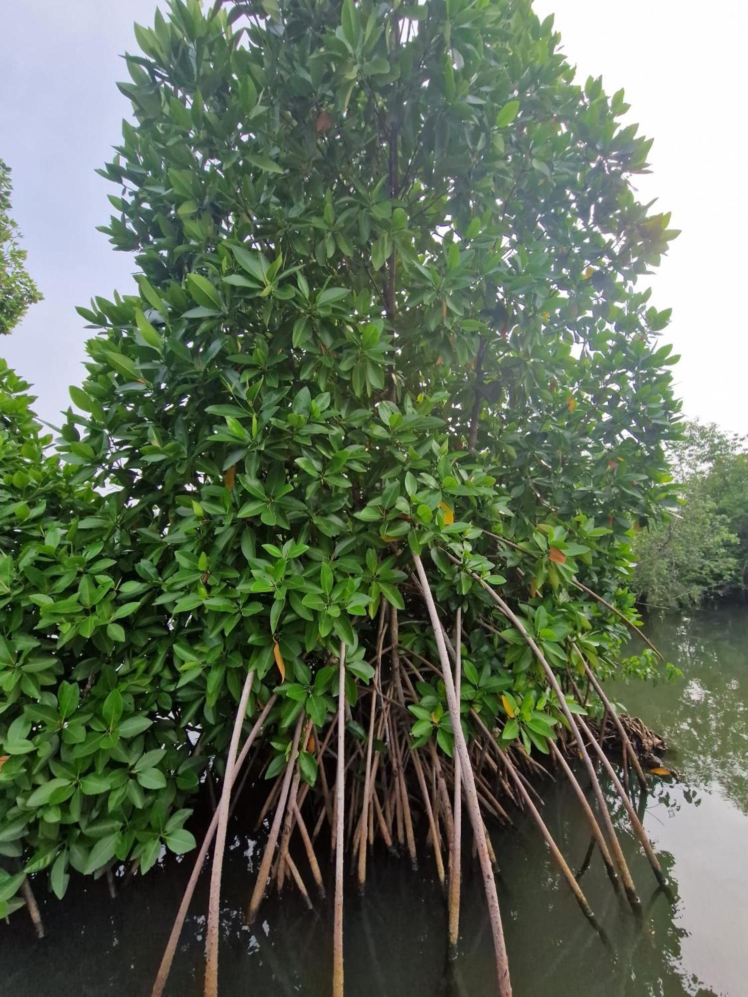 Bliss Homestay Munroe Island Mundrothuruth المظهر الخارجي الصورة